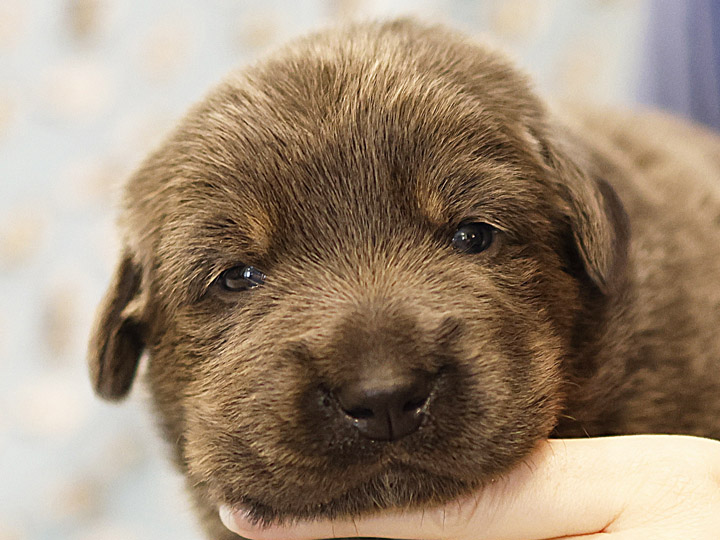 chinook puppy